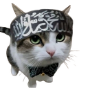 :Chat_arabe: