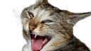 :Chat_Guedin: