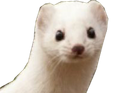 :Belette: