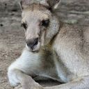 KangooDream