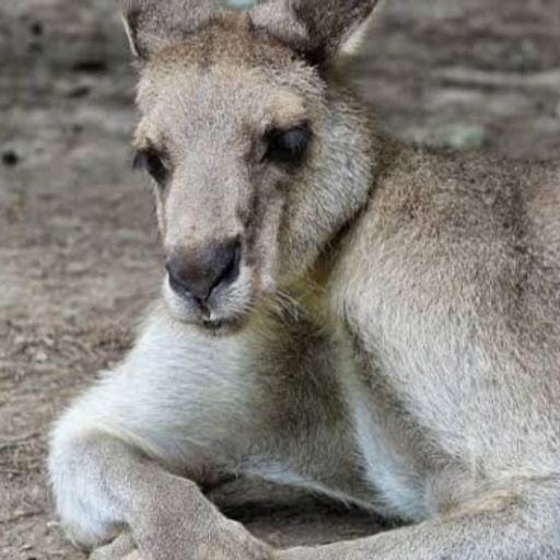 KangooDream