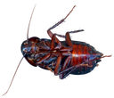 :cafard_mort: