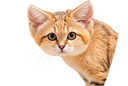 :Chat_desert_curieux: