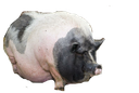 :gros_cochon:
