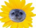 :phoquetournesol: