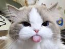 :chat_langue: