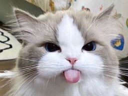 :chat_langue: