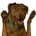 :teddipattes: