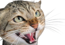 :Chatfache: