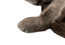 :chat_geant2gif:
