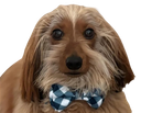 :chien_noeud_papillon: