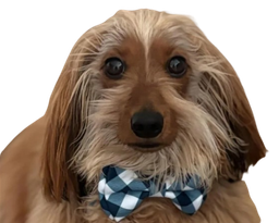 :chien_noeud_papillon:
