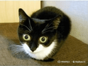 :catlsd: