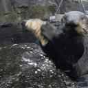 :Loutre_casse_gueule: