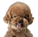 :doggo_vnr: