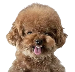 :doggo_vnr: