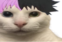 :cat_peep: