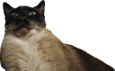 :chat-septique: