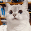 :Chat_non:
