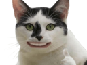 :Chatpouce: