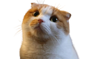 :ggomo4: