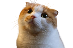 :ggomo4: