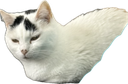 :Chat_brise_triste: