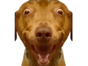 :Teddi-ULTRATARAX: