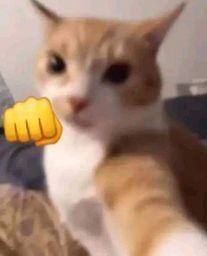 :chat_bagarre1: