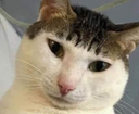 :chatTresMoche: