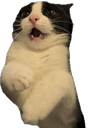 :chatanti: