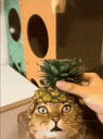 :chat_harceleent_au_fruit: