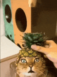 :chat_harceleent_au_fruit: