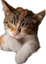 :Chat_dodo_: