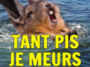 :ViscacheT: