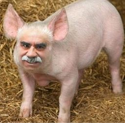:porc_boomer: