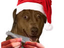 :Teddi-weednoel:
