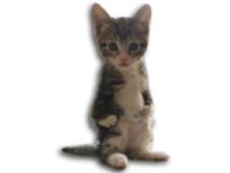 :Cutycat: