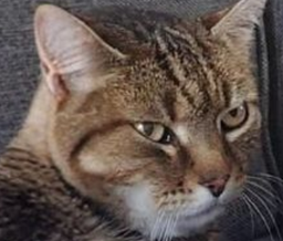 :chat_cobaye: