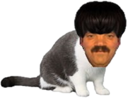 :risichat_bis: