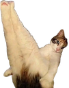 :Chat_montre_cul: