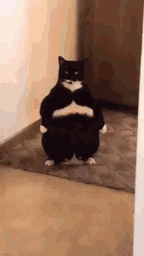 :grochat: