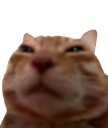 :Chat_qui_fait_caca: