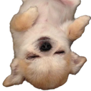 :doggo_dodo: