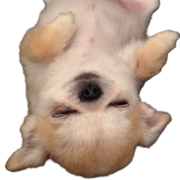 :doggo_dodo: