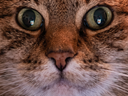 :ChatZoomHD: