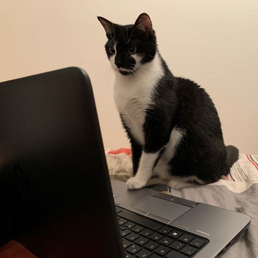 ChatLubrique