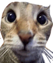 :Chatsurpri: