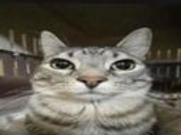 :chatserpent: