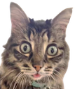 :Chat_drogue_: